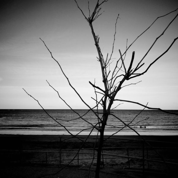 Photo of bare tree branches by the beach